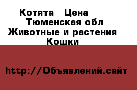 Котята › Цена ­ 10 - Тюменская обл. Животные и растения » Кошки   